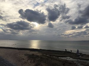 Okinawa171124 - (5) Bise-Fukugi - 1