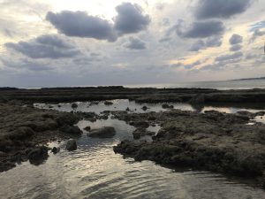 Okinawa171124 - (5) Bise-Fukugi - 14