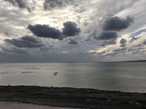 Okinawa171124 - (5) Bise-Fukugi - 15