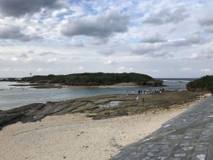 Okinawa171124 - (5) Bise-Fukugi - 17