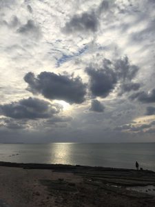 Okinawa171124 - (5) Bise-Fukugi - 2