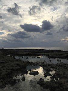 Okinawa171124 - (5) Bise-Fukugi - 21