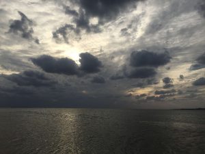 Okinawa171124 - (5) Bise-Fukugi - 24