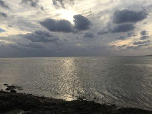 Okinawa171124 - (5) Bise-Fukugi - 25