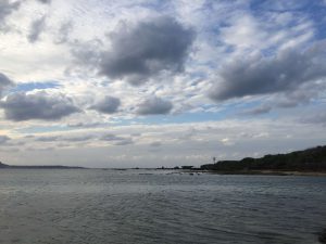 Okinawa171124 - (5) Bise-Fukugi - 30