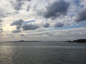 Okinawa171124 - (5) Bise-Fukugi - 31