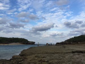 Okinawa171124 - (5) Bise-Fukugi - 34
