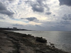 Okinawa171124 - (5) Bise-Fukugi - 36