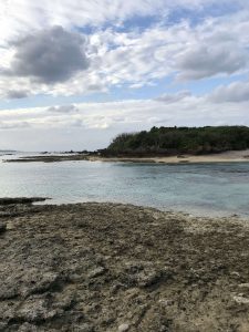 Okinawa171124 - (5) Bise-Fukugi - 39