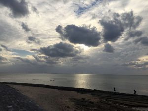 Okinawa171124 - (5) Bise-Fukugi - 4