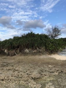Okinawa171124 - (5) Bise-Fukugi - 40