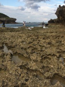 Okinawa171124 - (5) Bise-Fukugi - 43