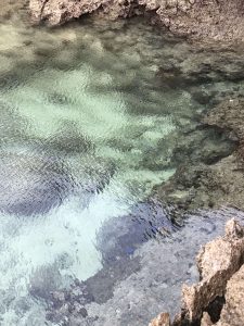 Okinawa171124 - (5) Bise-Fukugi - 48