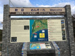 Okinawa171124 - (5) Bise-Fukugi - 5