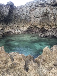 Okinawa171124 - (5) Bise-Fukugi - 50