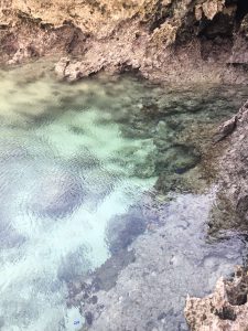 Okinawa171124 - (5) Bise-Fukugi - 53
