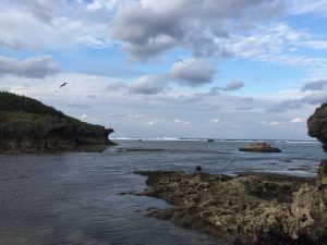 Okinawa171124 - (5) Bise-Fukugi - 59