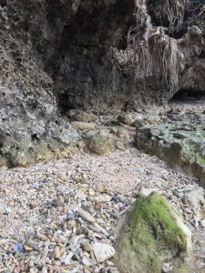 Okinawa171124 - (5) Bise-Fukugi - 61