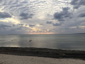 Okinawa171124 - (5) Bise-Fukugi - 62