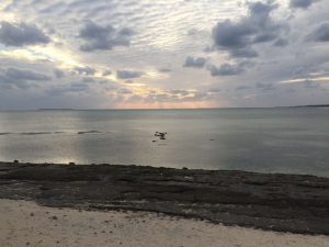 Okinawa171124 - (5) Bise-Fukugi - 64