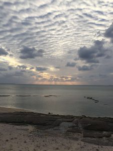Okinawa171124 - (5) Bise-Fukugi - 68