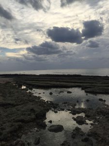 Okinawa171124 - (5) Bise-Fukugi - 9