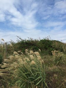 Okinawa171125 - (5) Heart Rock of Kouri - 2