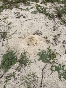 Okinawa171125 - (6) Kouri Beach - 29