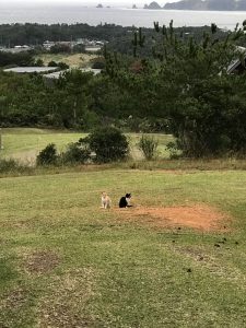 Okinawa171125 - (9) Kaguyahime - 36