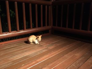 Okinawa171125 - (9) Kaguyahime - 78