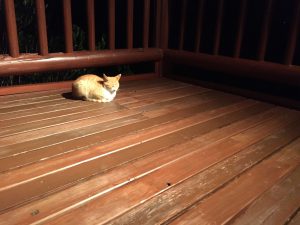 Okinawa171125 - (9) Kaguyahime - 79