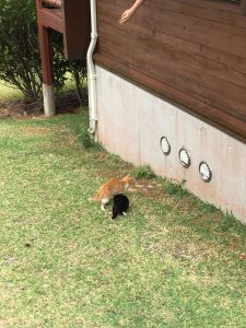 Okinawa171126 - (1) Kaguyahime - 25