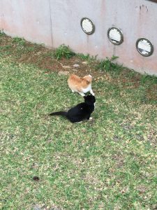 Okinawa171126 - (1) Kaguyahime - 27