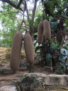 Okinawa171126 - (2) Neopark - 10