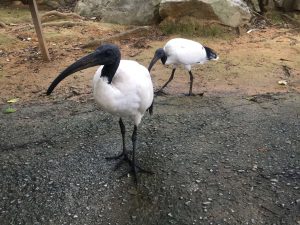 Okinawa171126 - (2) Neopark - 16