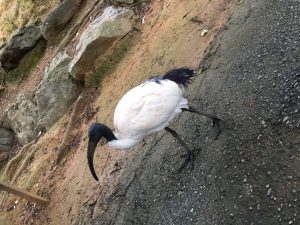 Okinawa171126 - (2) Neopark - 17