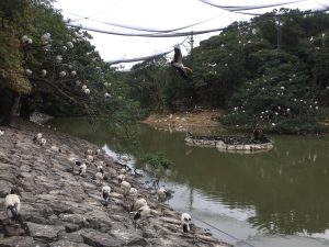Okinawa171126 - (2) Neopark - 21