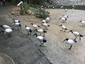 Okinawa171126 - (2) Neopark - 4