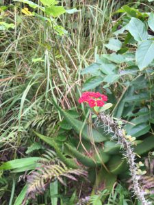 Okinawa171126 - (2) Neopark - 45
