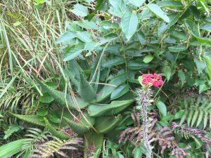 Okinawa171126 - (2) Neopark - 46