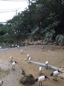 Okinawa171126 - (2) Neopark - 5