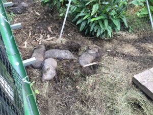 Okinawa171126 - (2) Neopark - 53