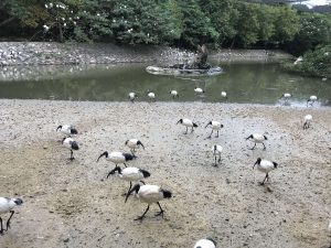 Okinawa171126 - (2) Neopark - 6