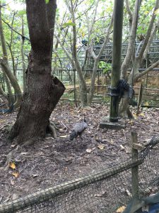 Okinawa171126 - (2) Neopark - 64