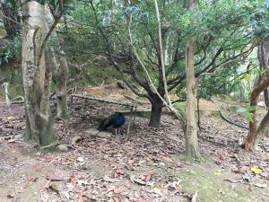 Okinawa171126 - (2) Neopark - 70