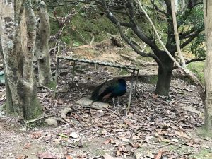 Okinawa171126 - (2) Neopark - 73