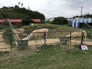 Okinawa171126 - (2) Neopark - 76