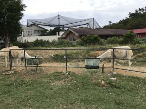 Okinawa171126 - (2) Neopark - 77