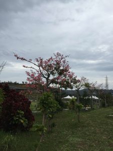 Okinawa171126 - (2) Neopark - 78
