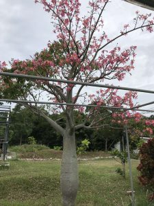 Okinawa171126 - (2) Neopark - 79